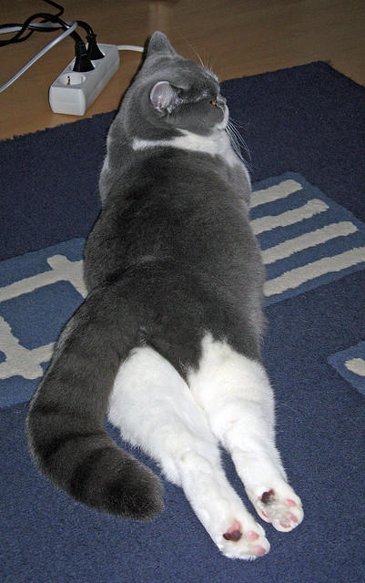 突尼斯对阵哥伦比亚，雨战突尼斯，戈麦斯以指挥官姿态打响南美荣耀之战