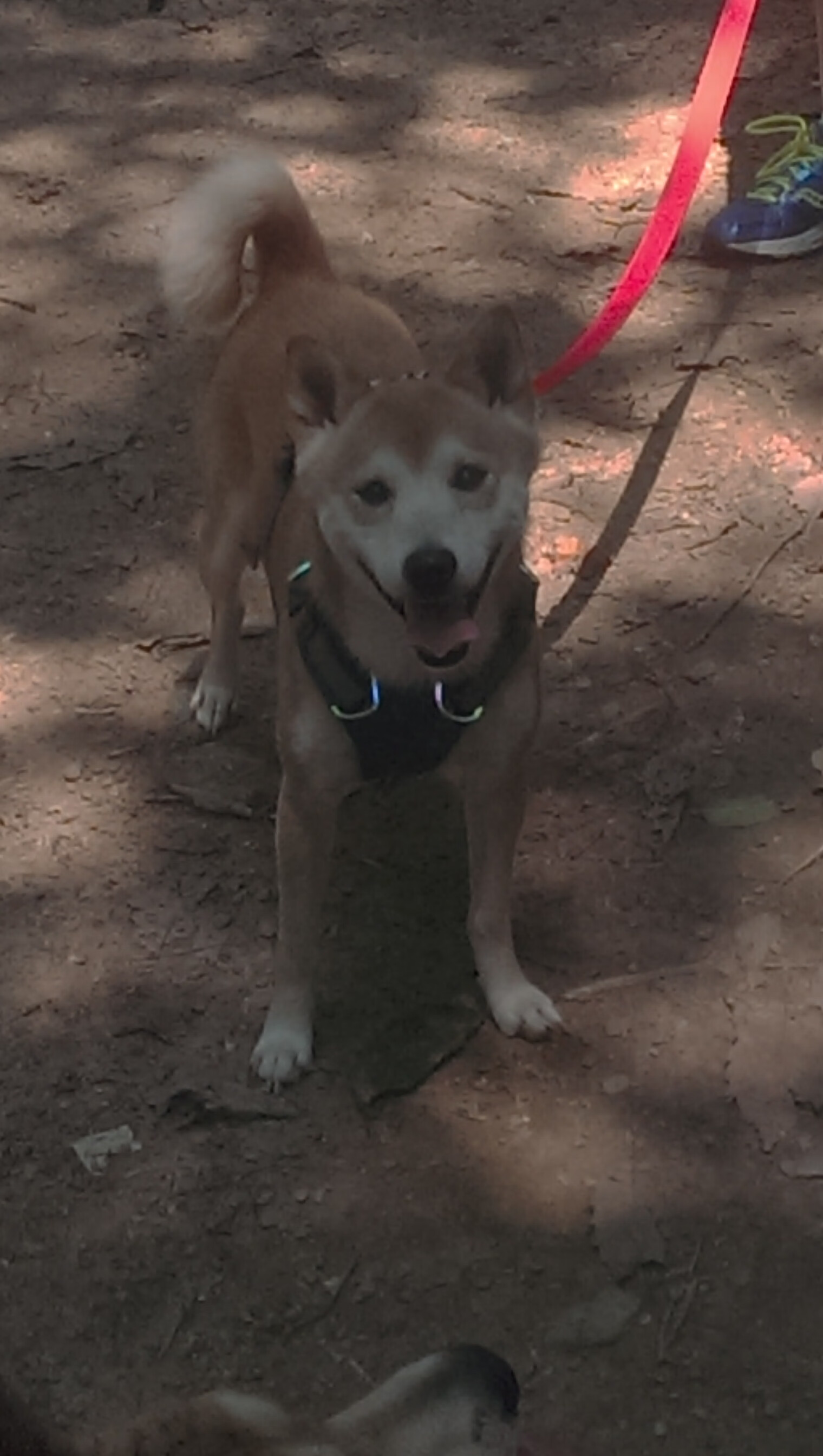 穆勒关键先生助力佛罗伦萨连续得分，压制土耳其对手